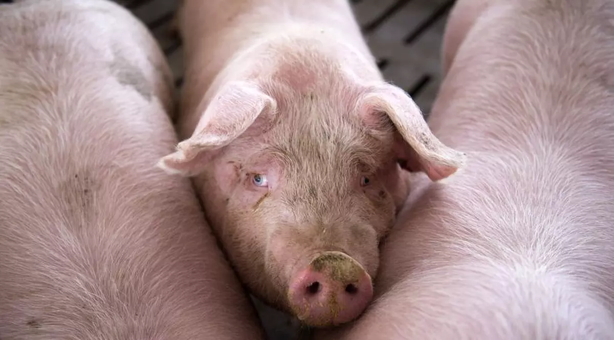 Suspiciune de pestă porcină africană în Sălaj. Unul dintre ei se uită la fotograf