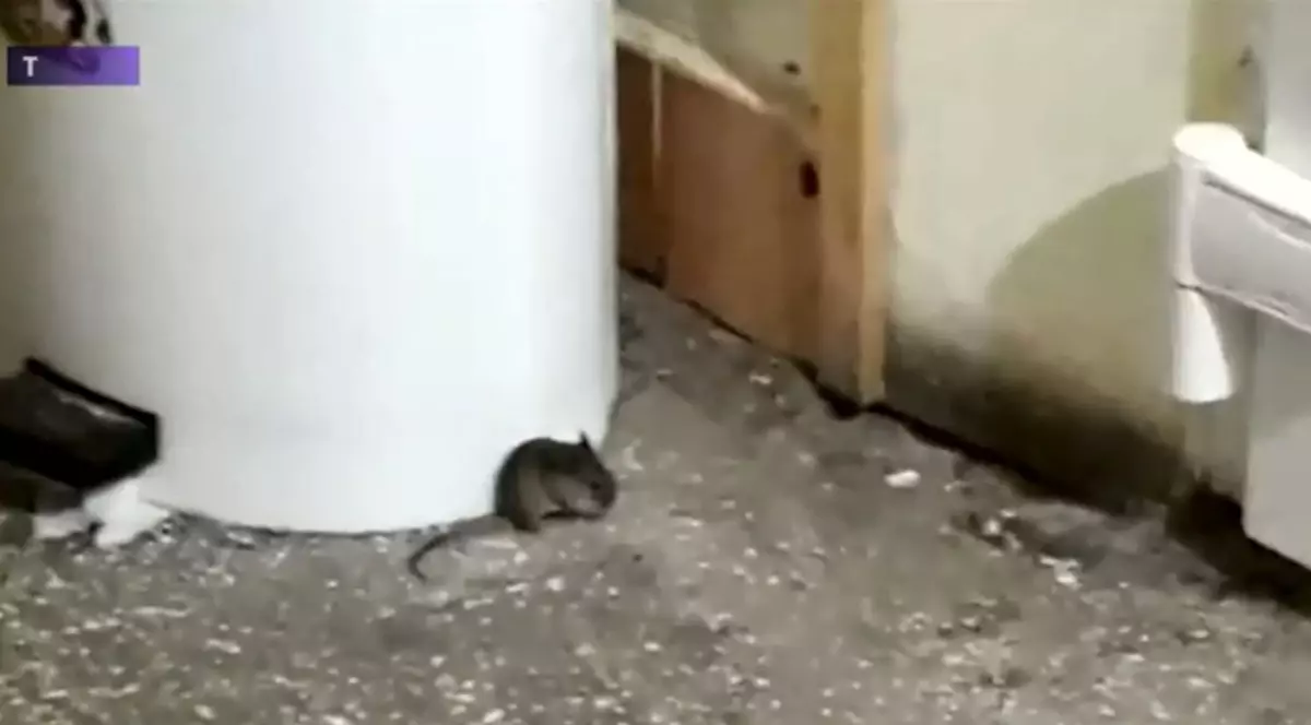 Șoareci printre gravidele și nou-născuții de la Maternitatea din Timișoara. Decizia neobișnuită luată de manager