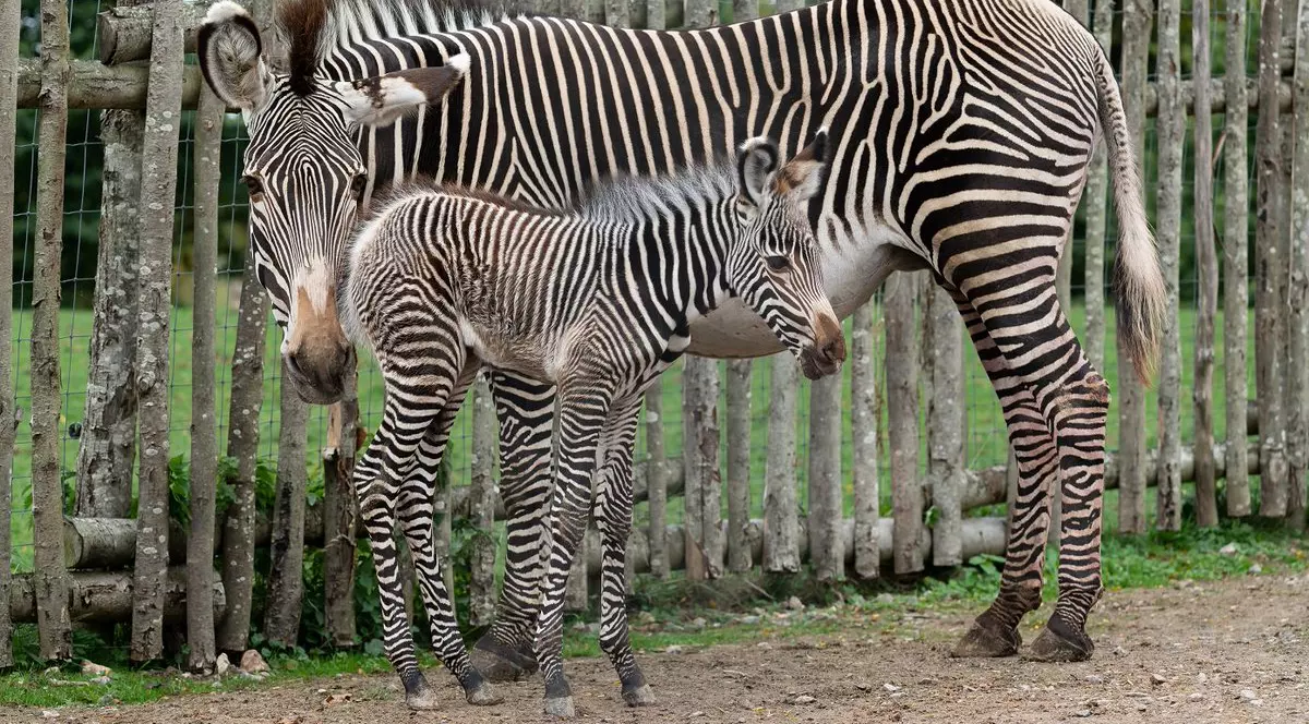 Un pui de zebră din specia Grevy s-a născut la o grădină zoologică din Marea Britanie