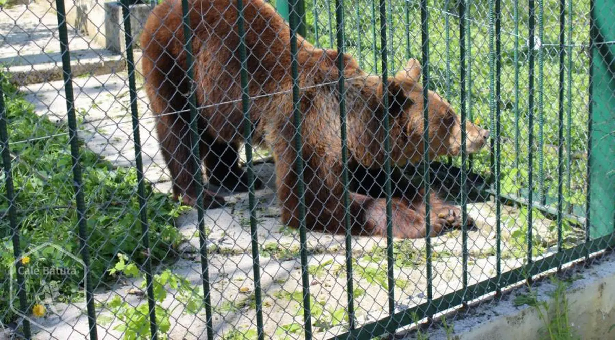 Doi tineri, atacaţi de urs la Grădina Zoologică din Bârlad. Urs în cușcă, la ZOO Bârlad