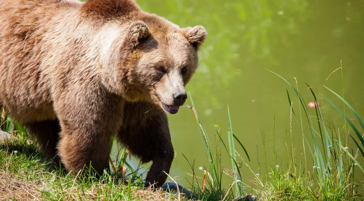 Doi soți din Prahova au fost atacați de un urs. Bărbatul a ucis animalul cu un topor ca să-și salveze soția