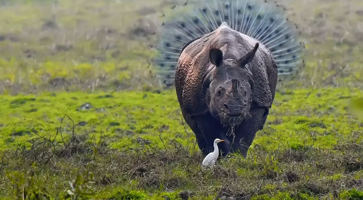 Cele mai amuzante fotografii cu animale din 2018