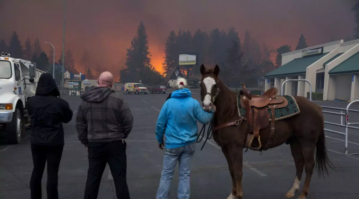 Sandra Bullock donează 100.000 de dolari pentru a ajuta la salvarea animalelor prinse în incendiile din California
