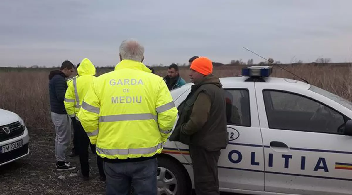 animale otrăvite pe câmp de substanțele toxice folosite de o firmă care cultiva rapiță