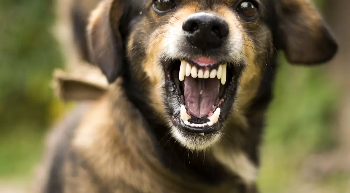 Zeci de câini vagabonzi împușcați în Botoșani, la o partidă de vânătoare