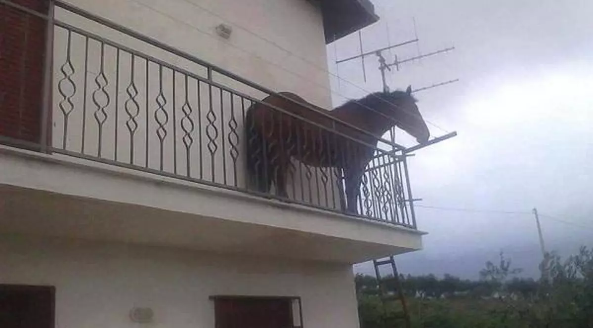 Un cal a fost fotografiat... în balconul unei case din Florești. Imagini incredibile de la etajul I