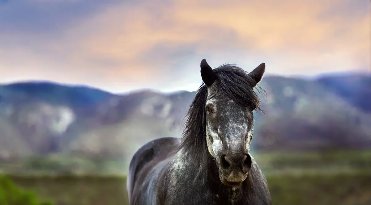 Un copil de 11 ani a murit în chinuri groaznice, târât de un cal câteva sute de metri