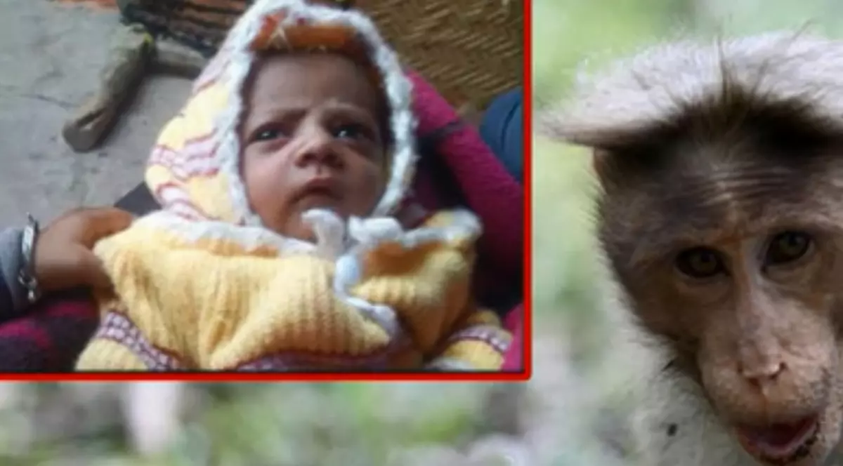 Caz șocant: un copil de 12 zile a fost luat de o maimuță de la sânul mamei și ucis pe acoperișul casei vecinilor!