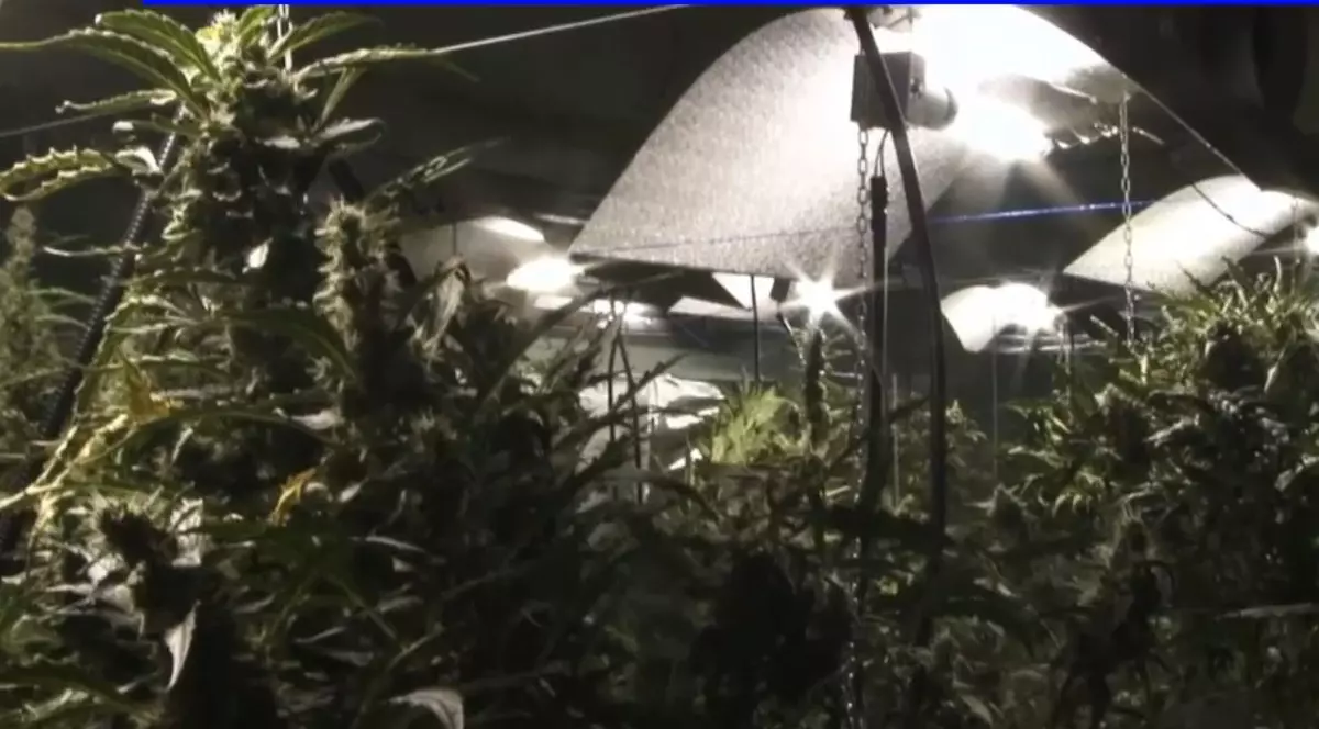 VIDEO| A fost destructurată cea mai importantă rețea de producători și traficanți de canabis din București. Este impresionant ce a descoperit DIICOT în locuințele acestora