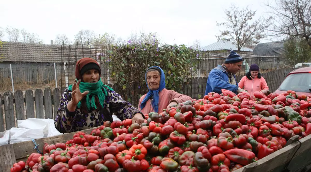 Există viață după pestă