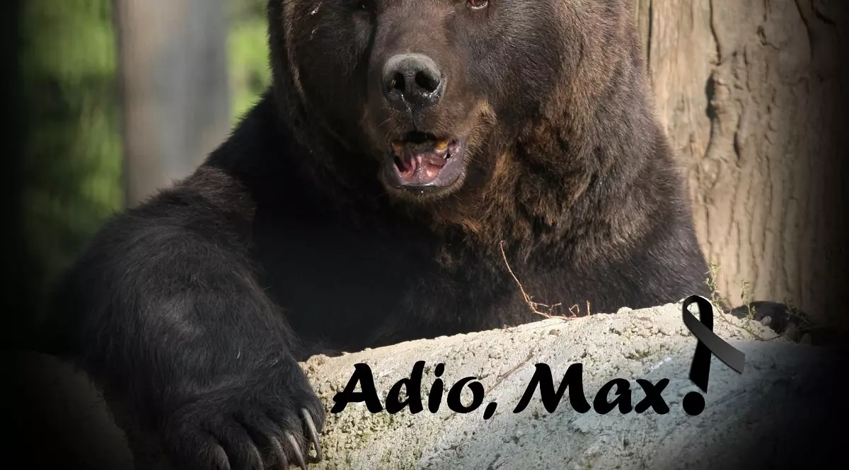 A murit ursul Max. Ursul Max, pe vremea când era la rezervația din Zărnești