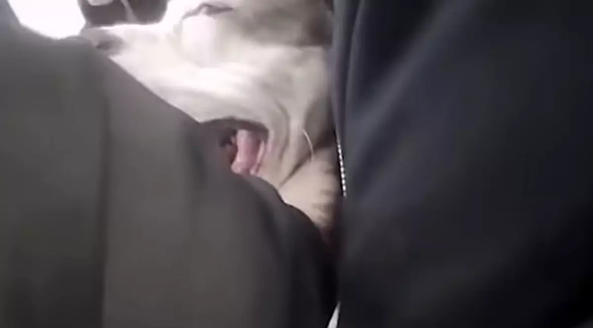 Un profesor s-a aruncat pe un pitbull care a intrat într-o școală și a făcut ravagii. A mușcat cinci elevi