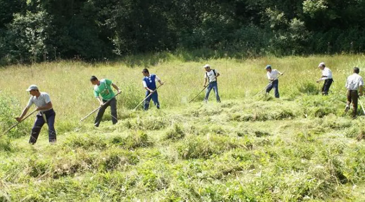 Legea zilierilor: persoanele care refuză munca de zilier pierd ajutorul social. Proiect de lege
