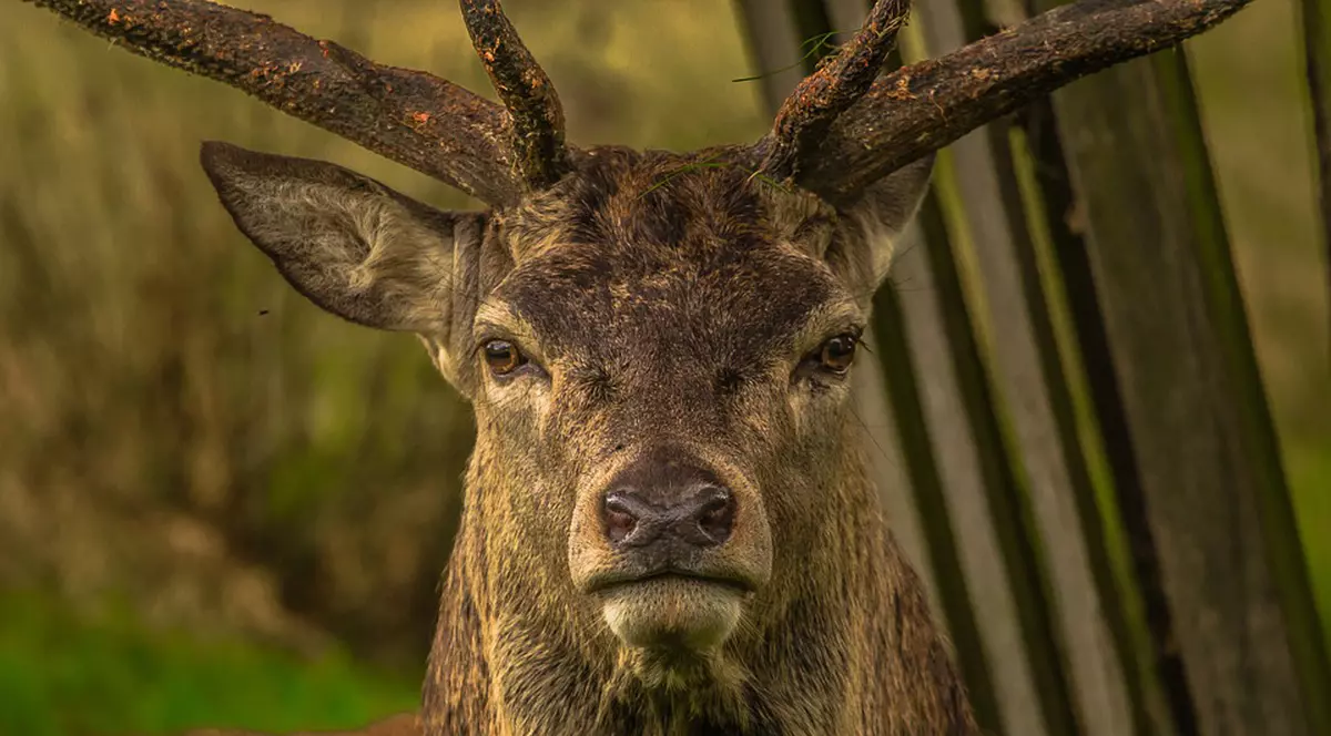 Un braconier din SUA, obligat să se uite la "Bambi". Un cerb care se uită spre aparatul foto