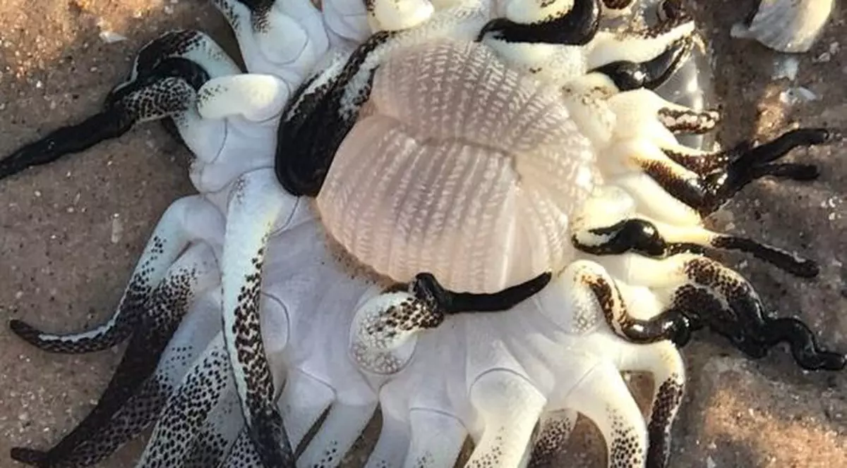 Creatura bizară cu zeci de tentacule pestrițe, găsită pe o plajă din Australia