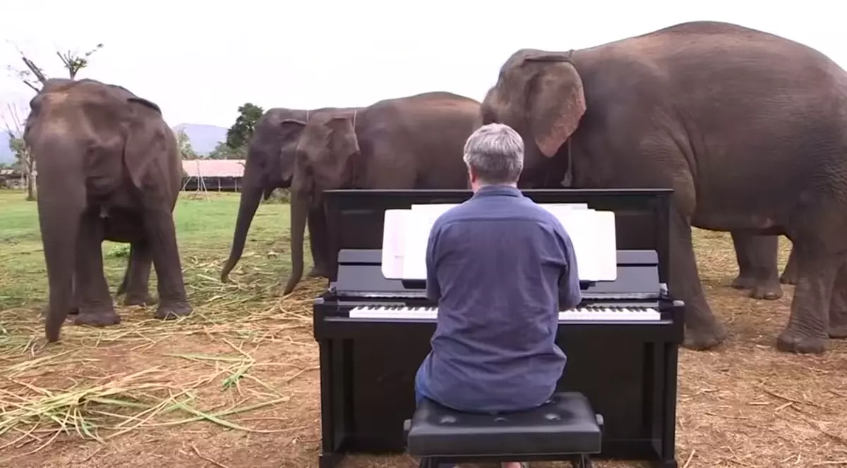 VIDEO | Gestul emoționant făcut de un muzician la o grădină zoologică. Animalele stau și îl ascultă fără să se miște
