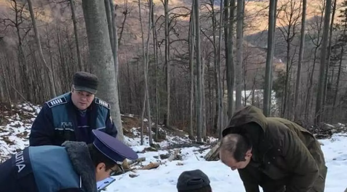 Doi pădurari din cel mai mare ocol silvic din Gorj cred că vor fi dați afară tocmai pentru că au sesizat tăierile ilegale de lemne