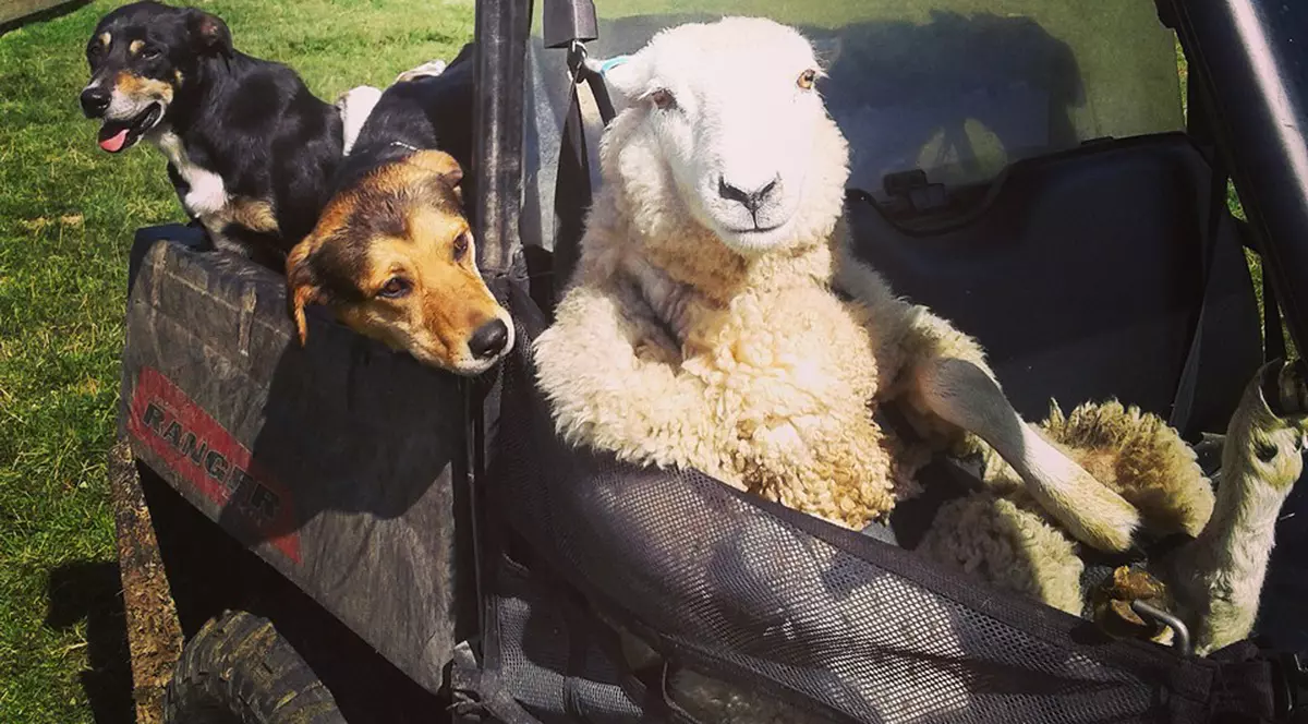 Oaie, pe locul pasagerului într-o mașină