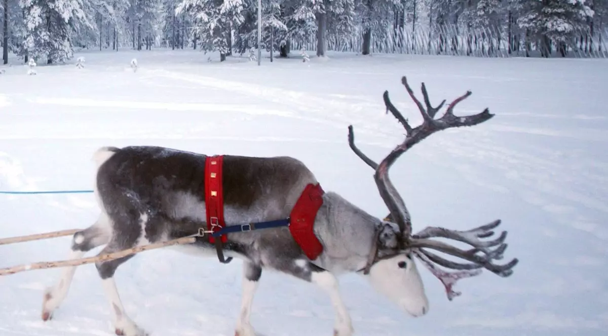 Jumătate din populația de reni arctici a dispărut în ultimii ani