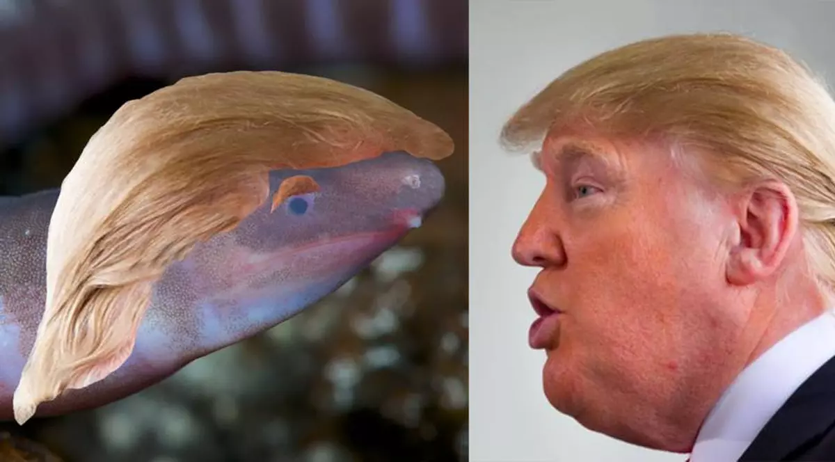 Un animal orb și fără membre a primit numele lui Donald Trump
