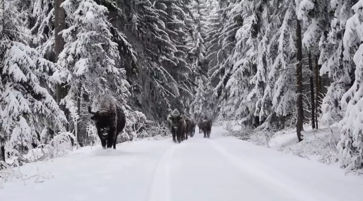 Zimbri mergând prin zăpadă, într-o pădure din Neamț. Turmă de zimbri, în zăpadă