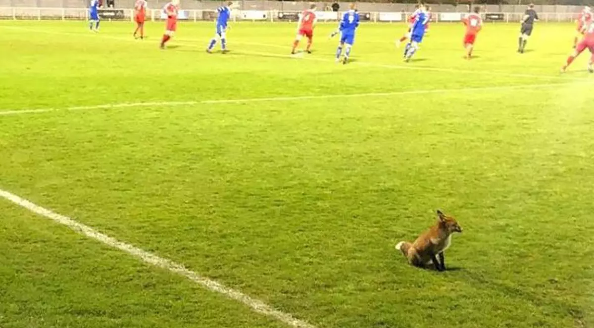 Spectator de lux: o vulpe a întrerupt un meci de fotbal din Anglia!
