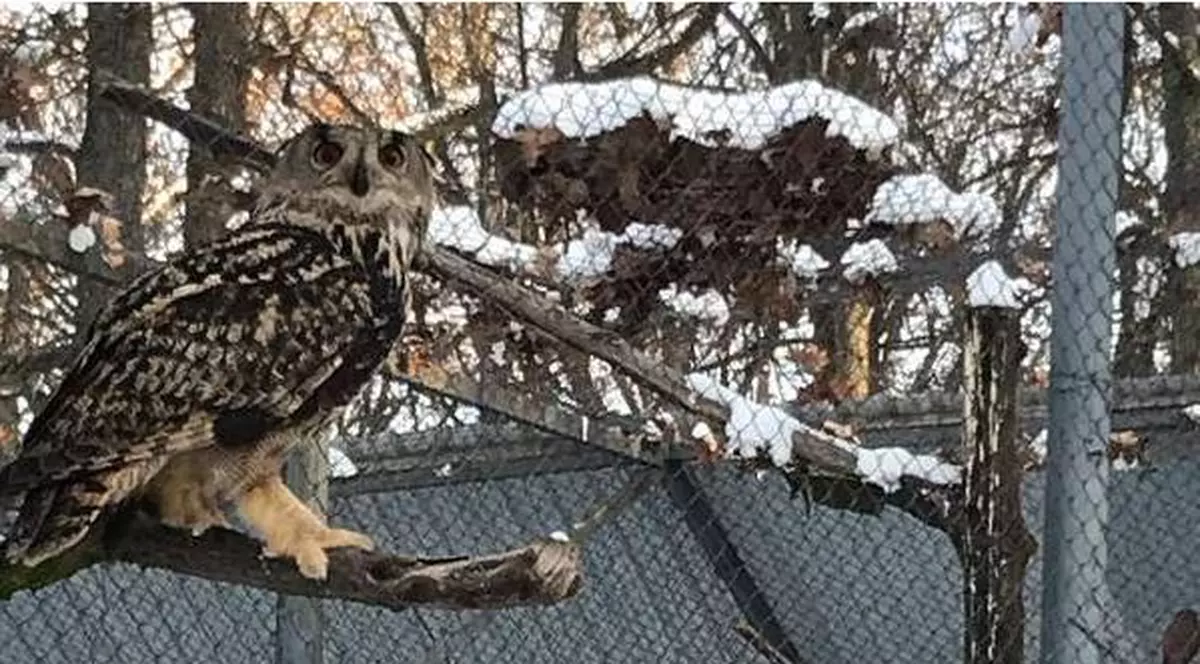 Bufnița olandează Bubo Bubo, la ZOO Târgu Mureș