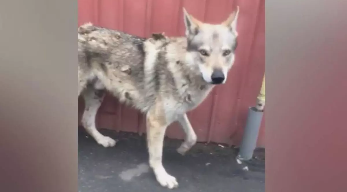 Lupul din Pantelimon este un câine rasa Lup Cehoslovac. Câinele confundat cu un lup, în orașul Pantelimon