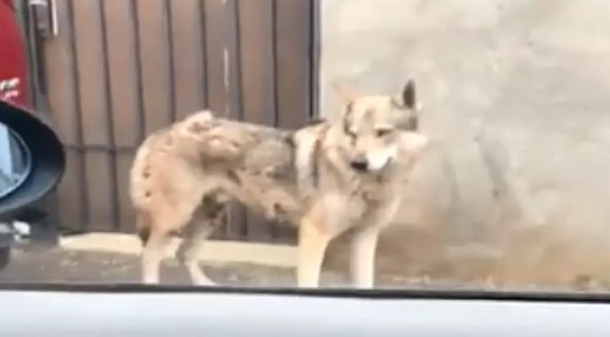 Locuitorii din Pantelimon sunt îngroziți: spun că au văzut un lup prin centrul orașului. "Carnea care îi place cel mai mult este cea de..."