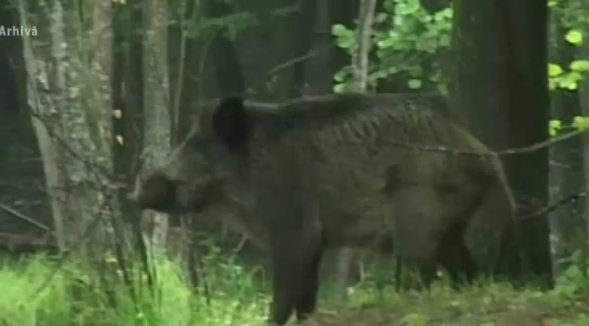 Acces interzis în pădurile din Botoşani