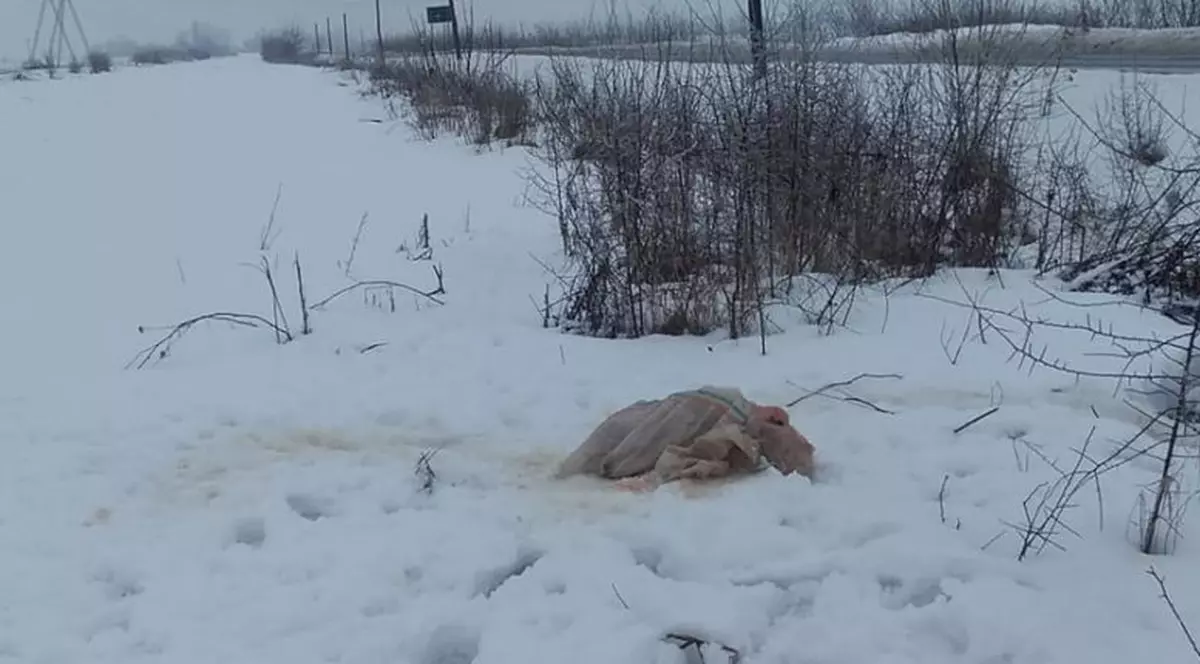 Răspunsul halucinant pe care un operator de la 112 i l-a dat unui om care a reclamat că a văzut cadavrul unui porc mort pe drum