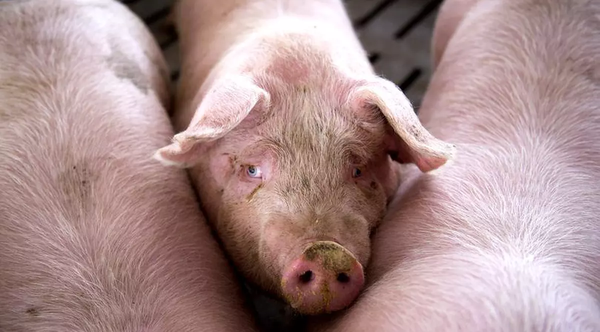 Două noi cazuri de pestă porcină africană în Bulgaria