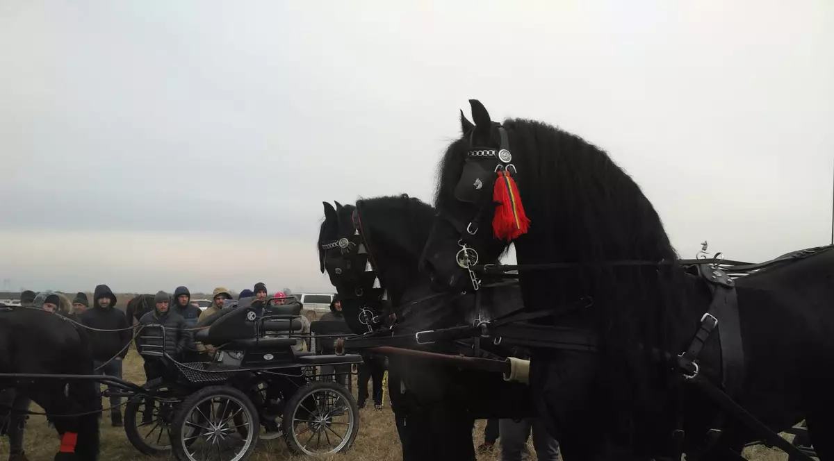 REPORTAJ/ Sărbătoare la Pietroşani, Prahova: cai aduşi la botezat în zi de sărbătoare, bătuţi cu sălbăticie: "Fir-ar mă-ta a dracului!"