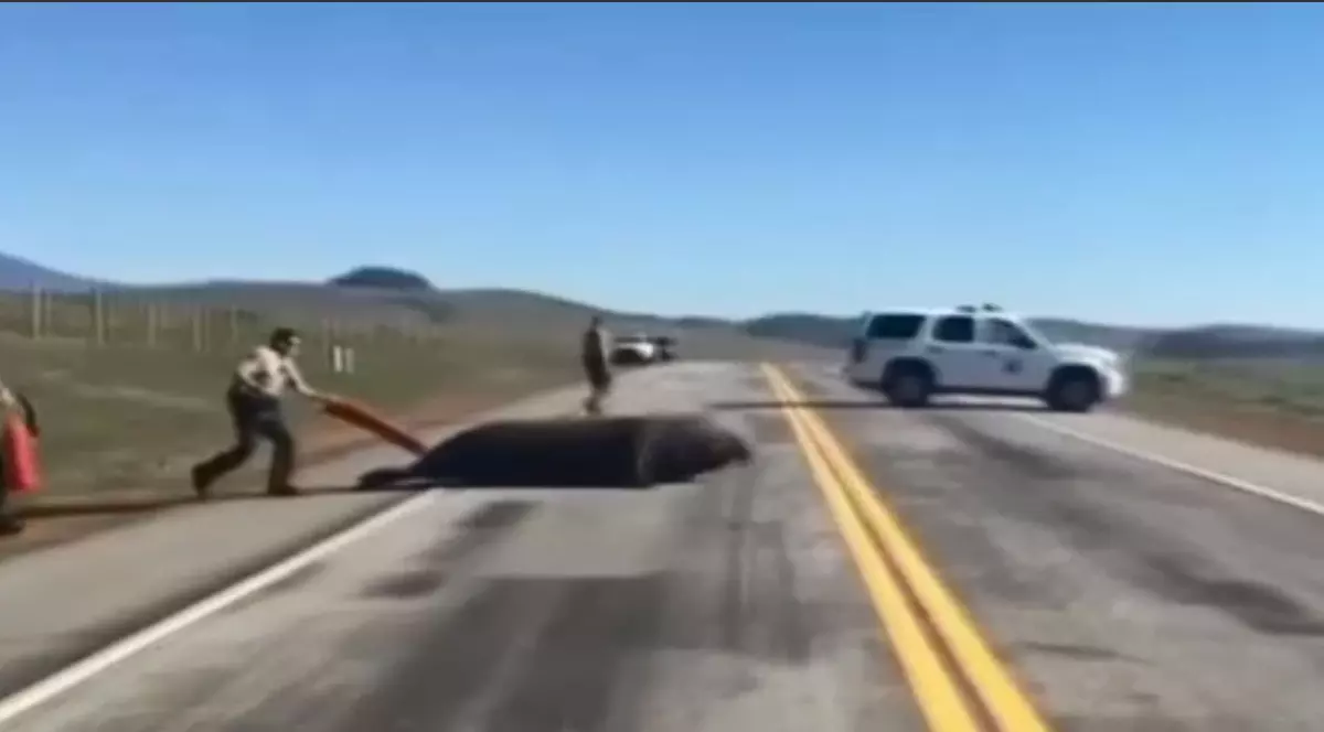 Intervenție inedită a polițiștilor din California, SUA