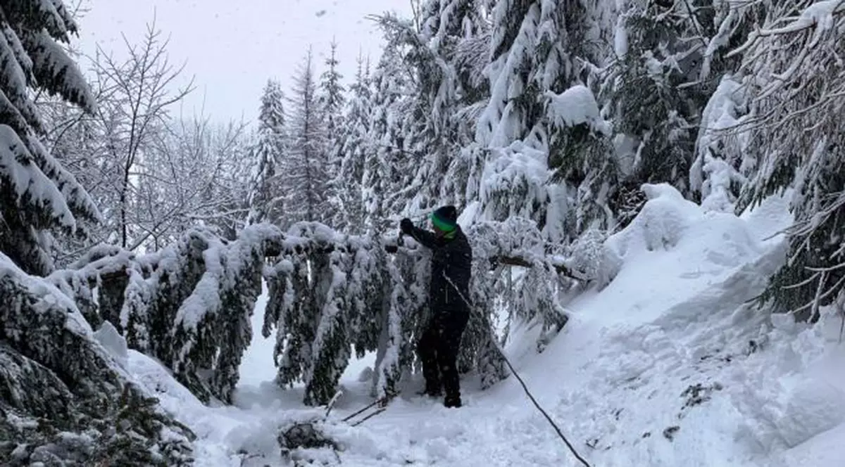 Turiști blocați în zona Padina din cauza copacilor doborâți pe drum de ninsori
