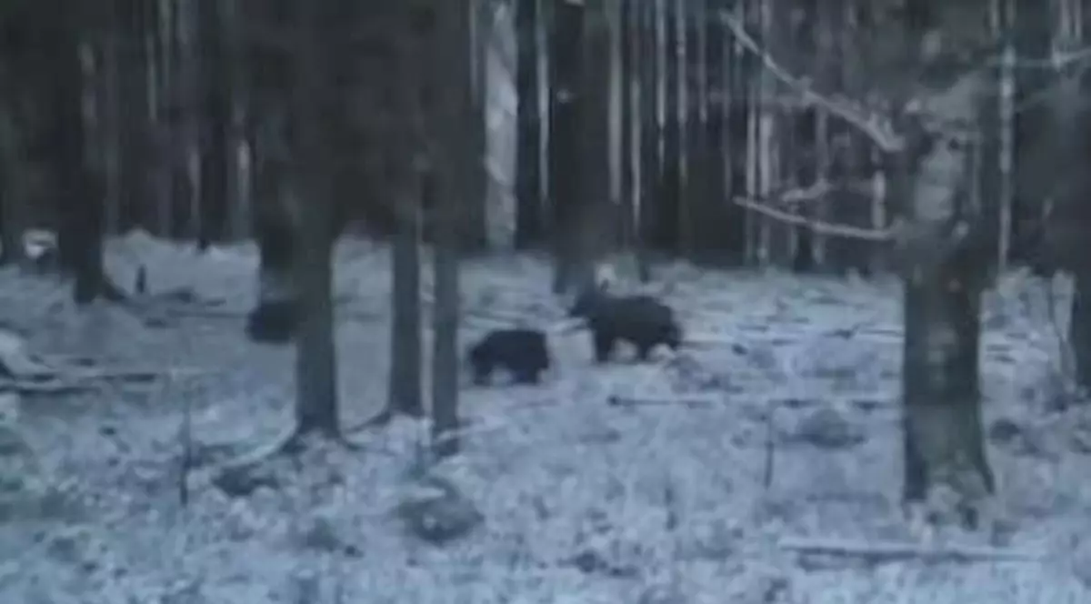 Imagini rare cu o ursoaică cu doi pui, în plină perioadă de hibernare. S-a întâmplat într-o pădure din Alba