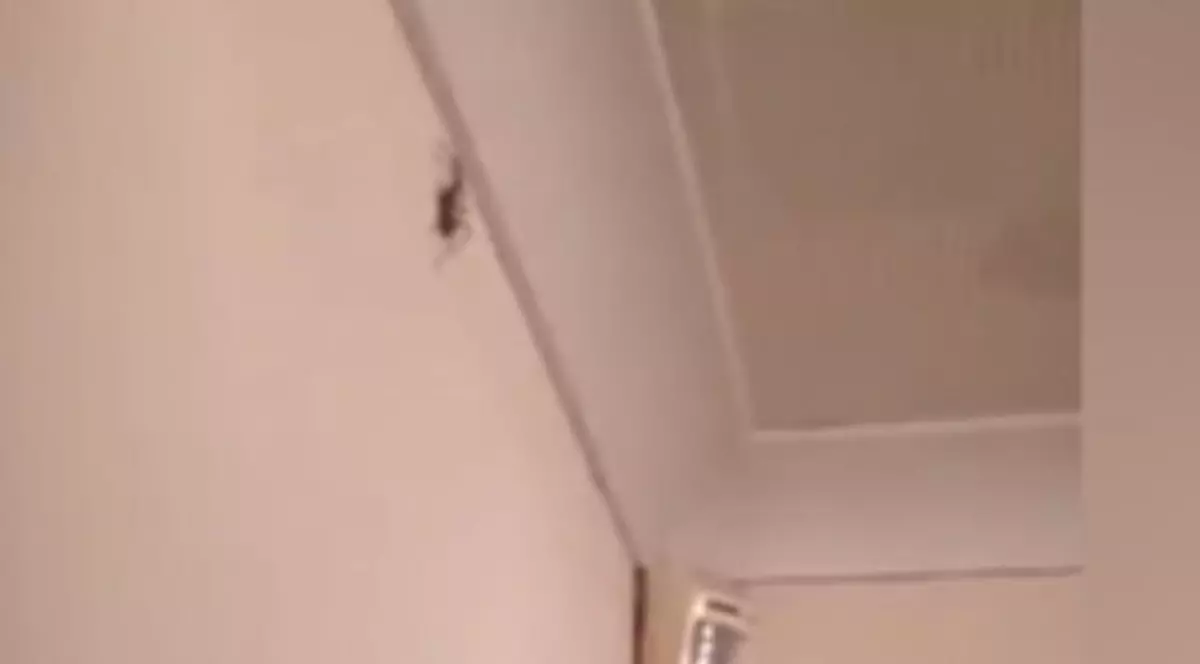 Un bărbat a creat isterie pe internet după ce a ucis un păianjen într-un mod inedit