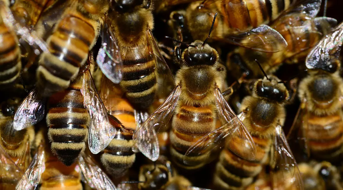 Au trăit doi ani cu un roi de albine în dormitor