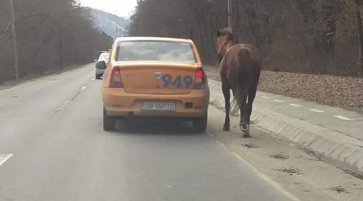 Cal legat și tras cu taxiul în Sibiu