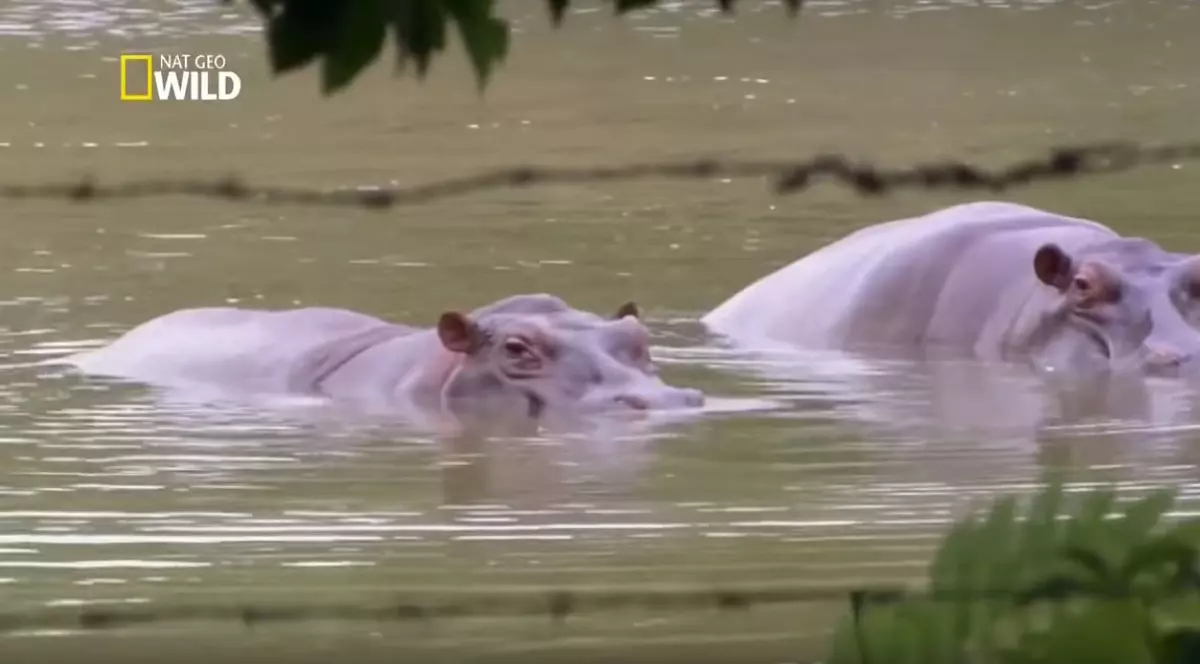 Hipopotamii lui Pablo Escobar au râspândit teroarea în Columbia