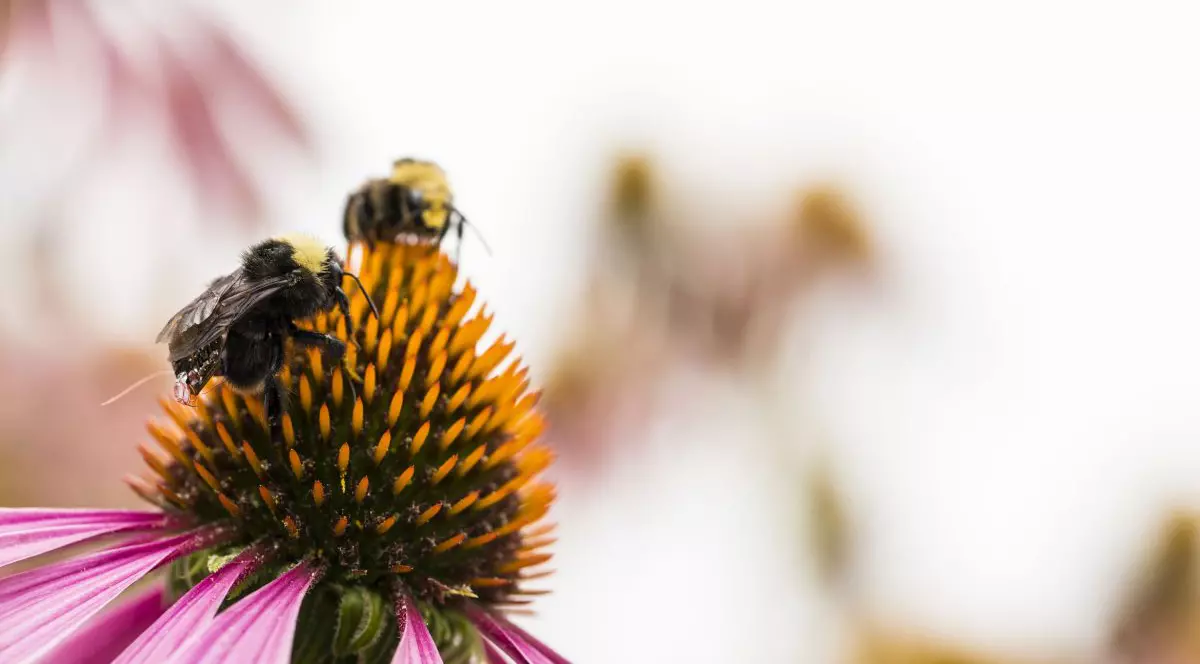 Lumea se află în pragul unei amenințări uriașe ca urmare a exterminării în masă a insectelor
