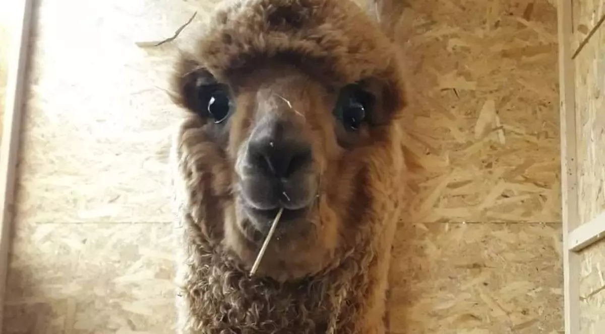 Marian Godină și-a cumpărat o alpaca.