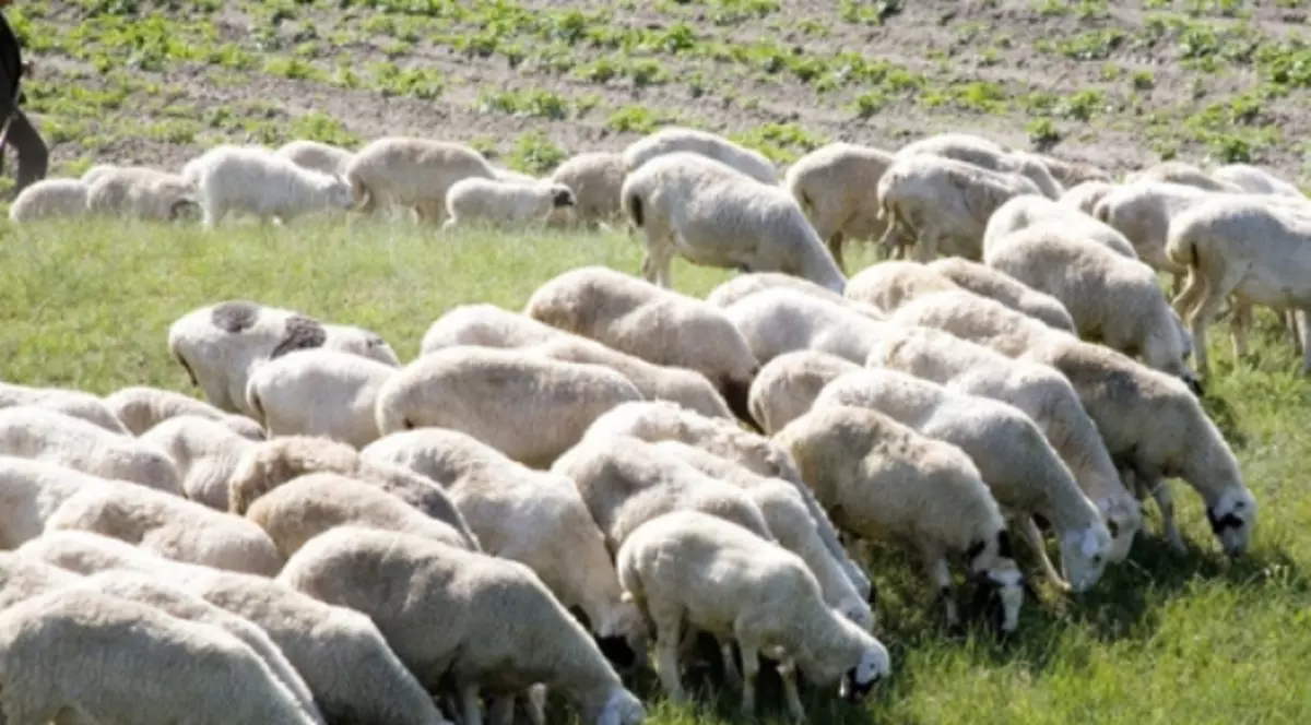 Ce este febra Q, cum se transmite și care sunt simptomele acestei boli