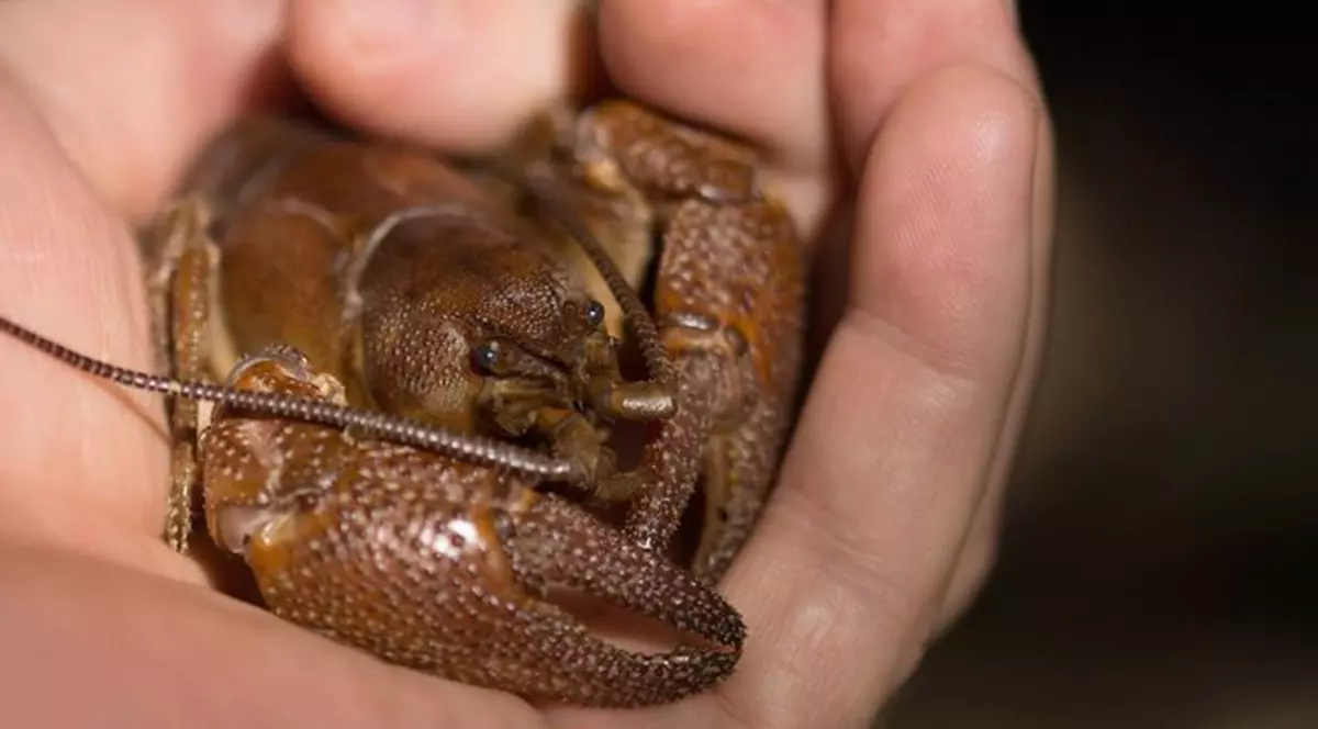 Nouă specie de rac descoperită în Bihor. Are o rudă apropiată în Croația