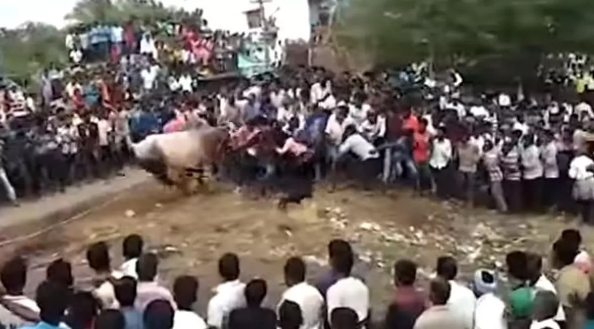Momentul înfiorător în care un taur a intrat într-o mulțime de oameni la un festival religios, în India