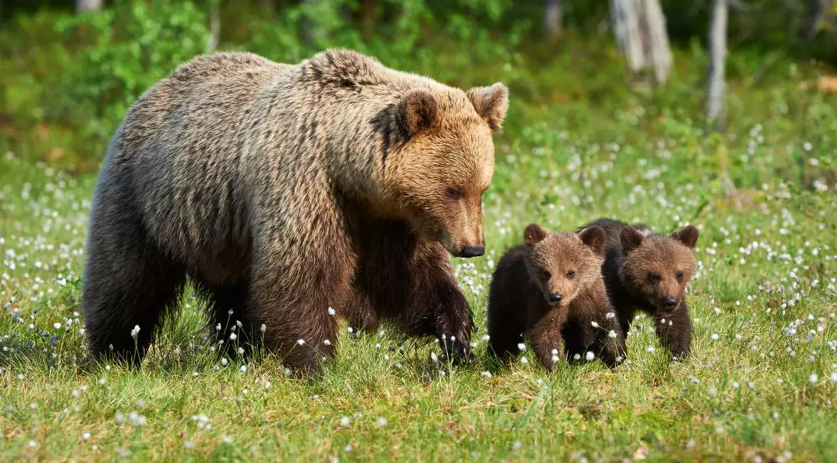 Bărbat ucis de un urs în Harghita
