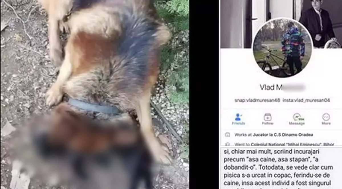 Un adolescent orădean și-a asmuțit câinele pe o pisică și a postat imaginile șocante!