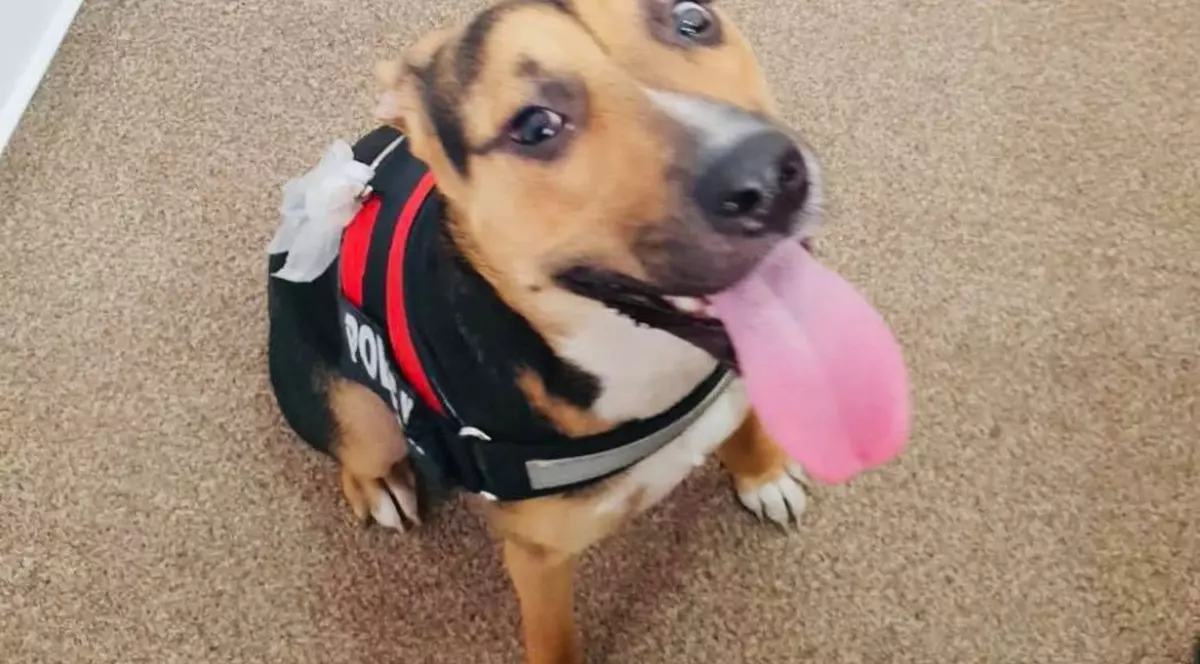 Se caută o nouă familie pentru cățelușa bătută în tramvai