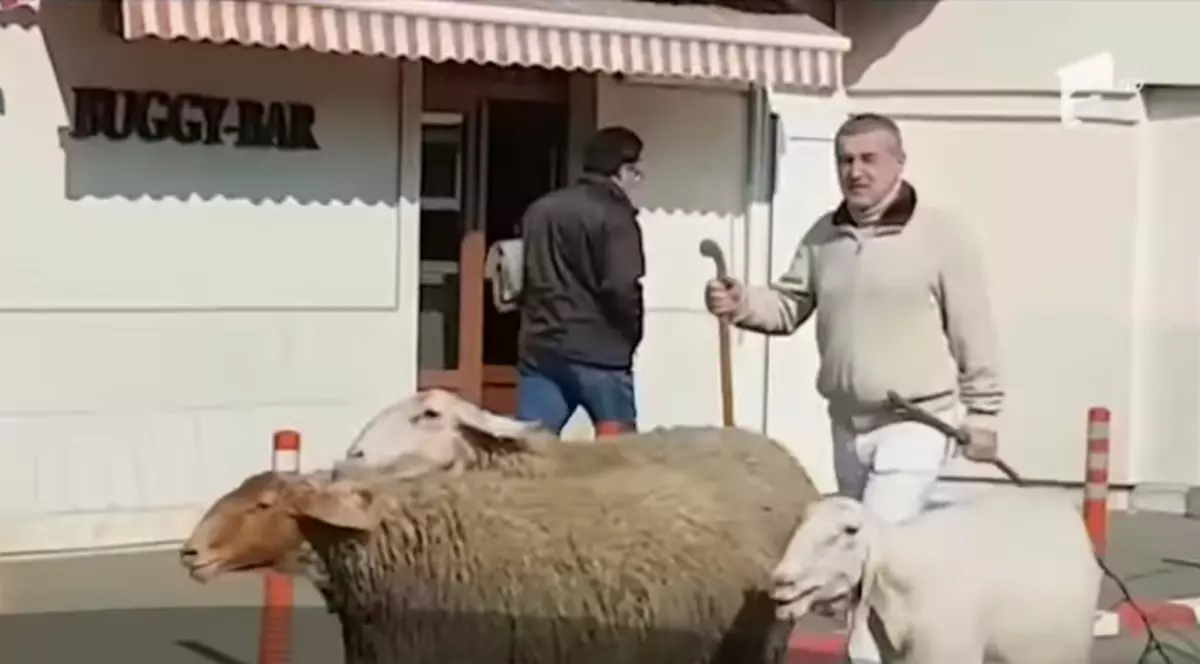 Gigi Becali a ieșit iar cu oile pe stradă prin Pipera
