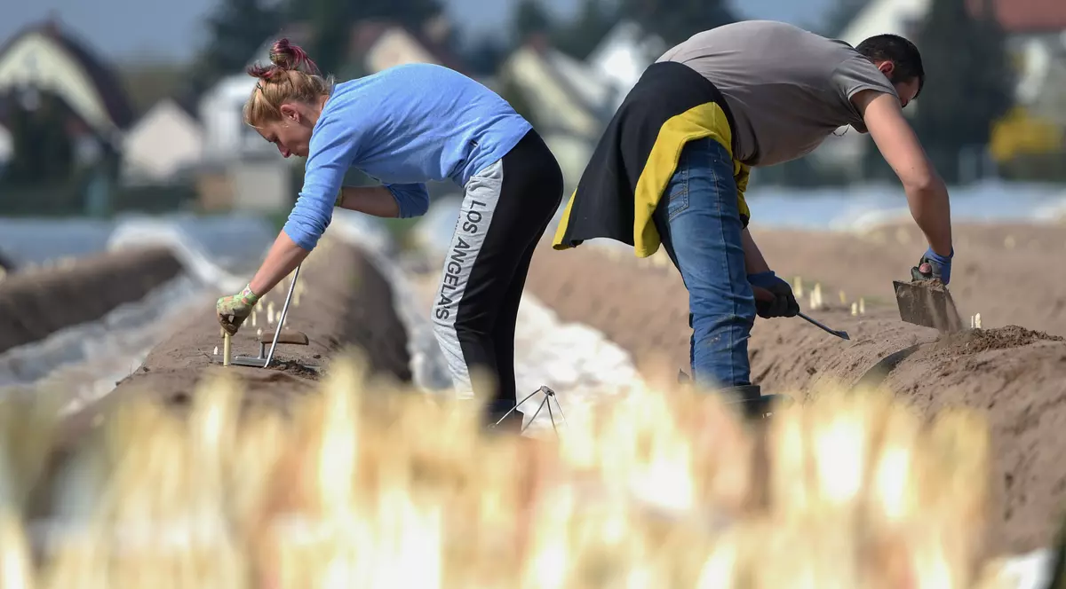 Muncitori români în Germania. FOTO: EPA